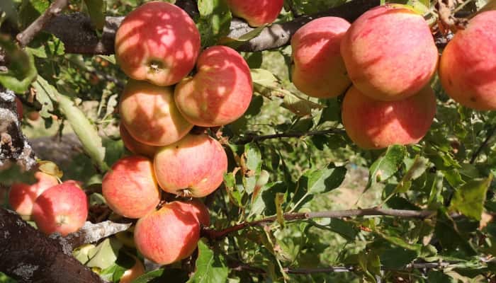 Imagen manzanas. Comercio alimentacion asturias